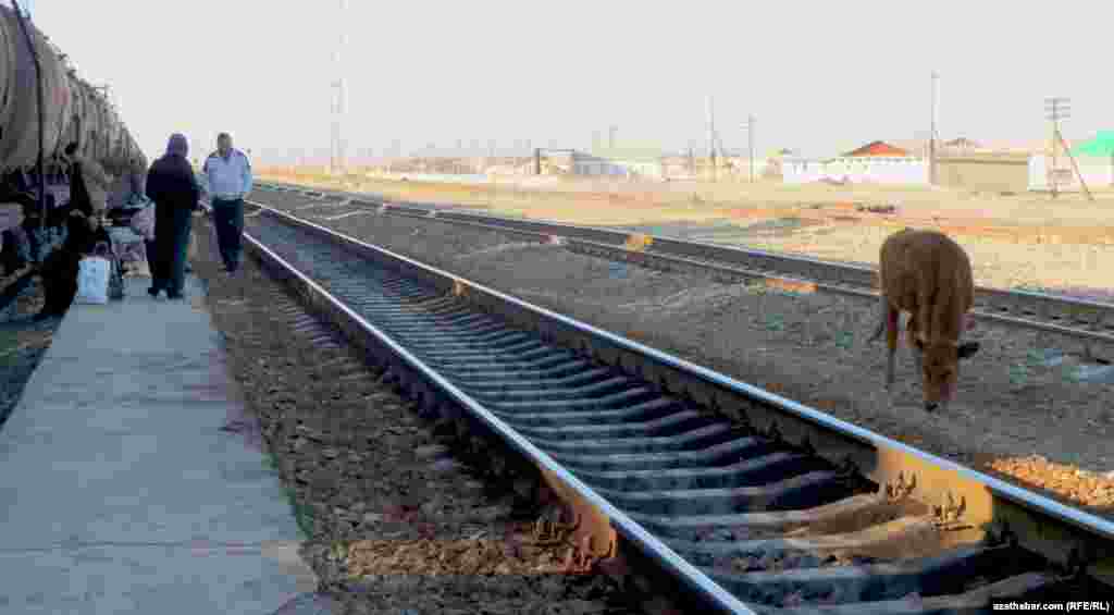 Ýolagçylar otla garaşýarlar &nbsp;