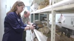 ثبت گونه‌ای جدید از دایناسورها در استرالیا