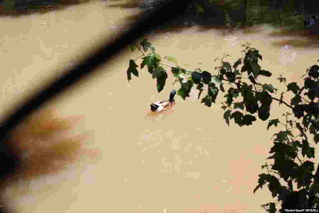 Мурғобӣ дар боғи ҳайвонот.