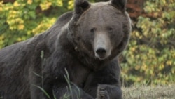 Bad News, Bears: Romanians Debate Reversing Hunting Ban