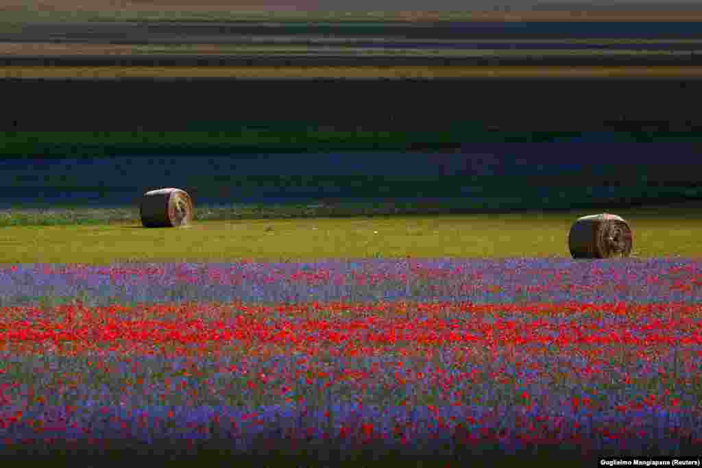 ყოველწლიური ყვავილობა იტალიის სოფელ კასტელუჩიოში.