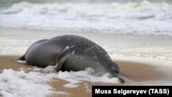 A dead Caspian seal washed ashore the Caspian Sea.