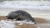 Тушу тюленя вынесло на берег Каспийского моря