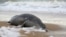 A dead seal washed ashore the Caspian Sea (file photo)