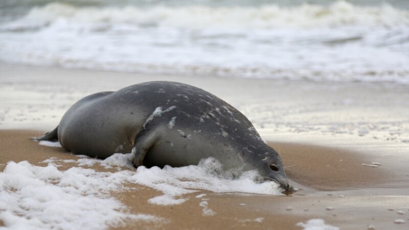 На каспийском побережье в Казахстане обнаружены 15 мёртвых тюленей
