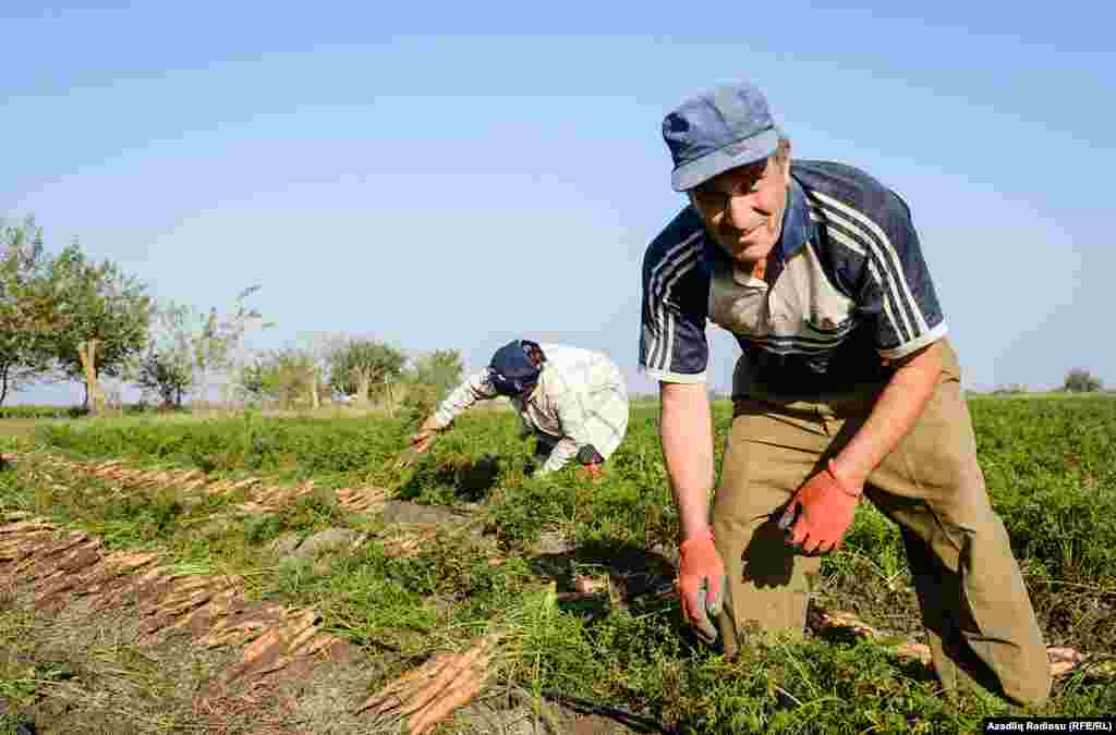 Kökünün sulanması damcı suvarma vasitəsilə aparılır. Torpağa əkilən hər bir toxuma fərdi qulluq göstərilmiş olur.