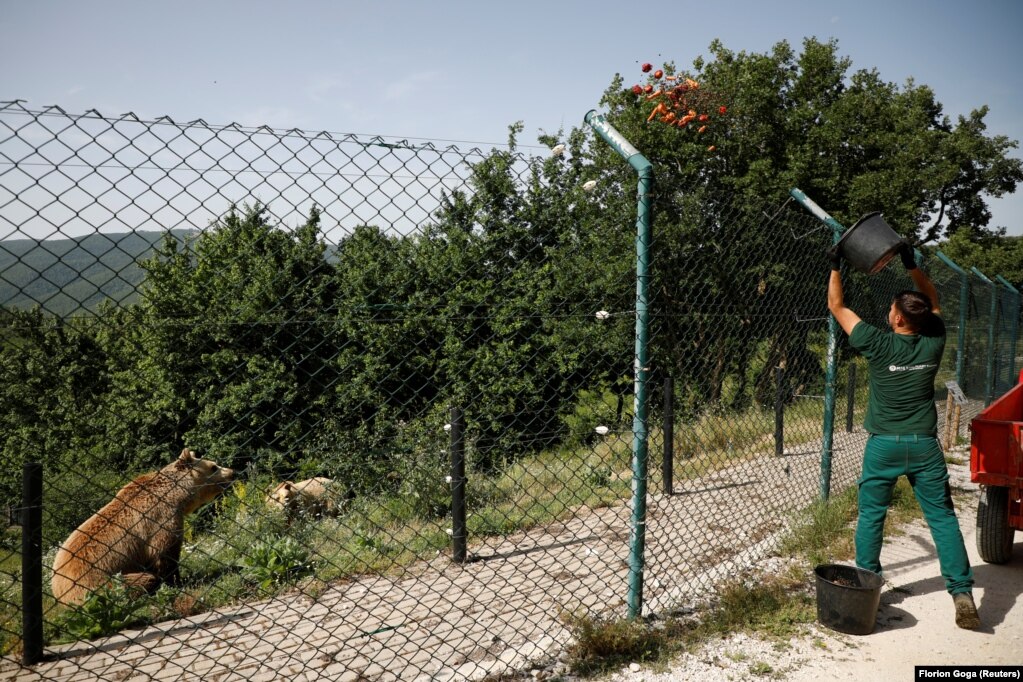 Arinjtë ushqehen dy herë në ditë, me fruta dhe perime, ndërsa hanë edhe mish tri herë në javë, bën të ditur kujdestari i tyre, Arben Bytyçi.