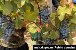 Кримський виноград. Архівне фото