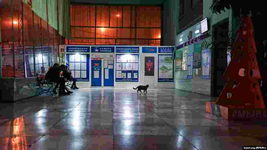 На Алуштинском автовокзале все, не считая кота, в ожидании рейсовых автобусов