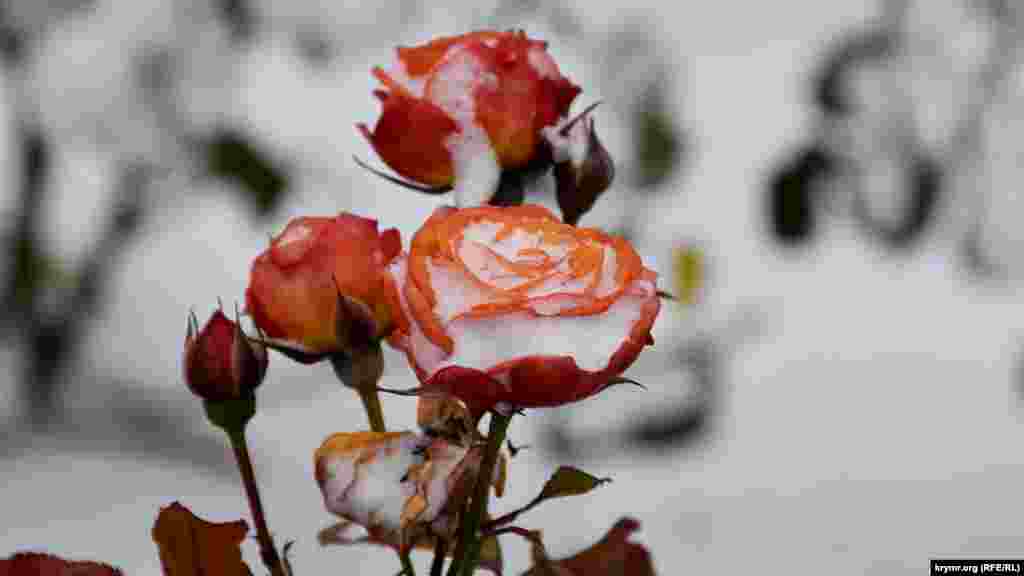 Розы на клумбе расцвели в начале января