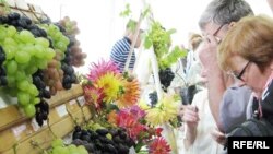 Выстава беларускага вінаграду ў Горадні