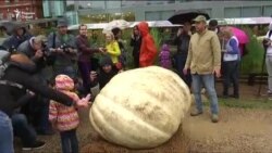 Кадуи рекордӣ 472 килограмм вазн доштааст.