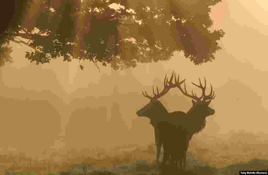 Two stags are seen through the mist at dawn during the annual rutting season in Richmond Park in London. (Reuters/Toby Melville)