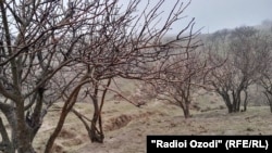 Акс аз бойгонӣ