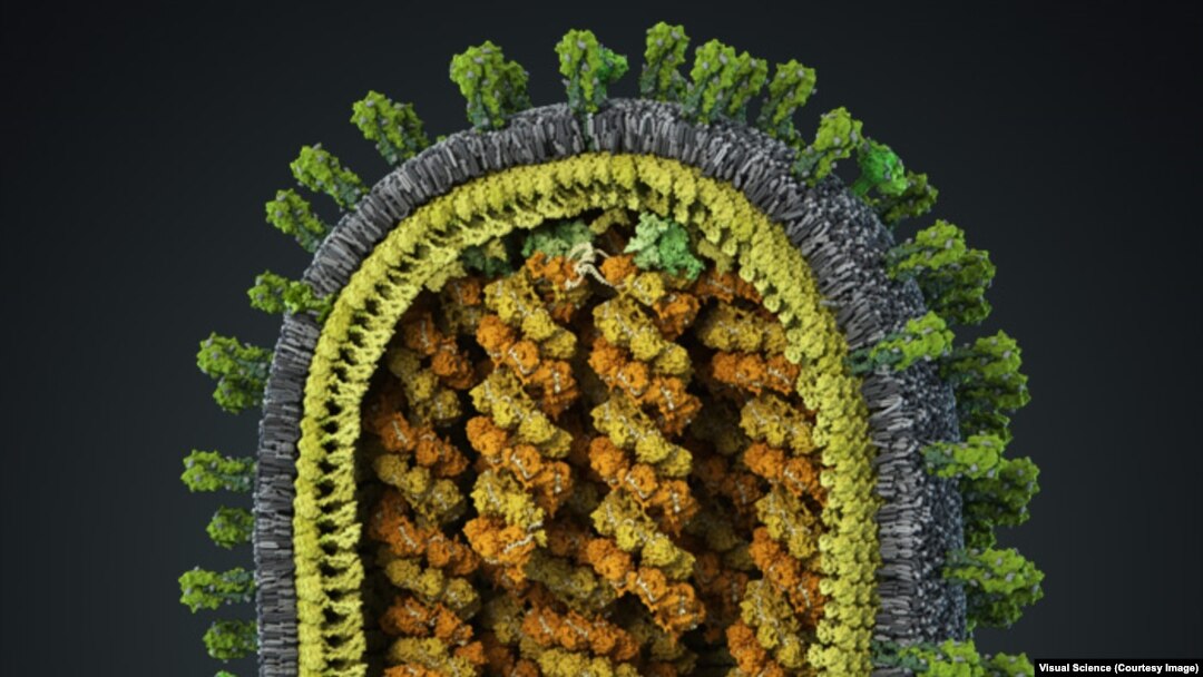 Компьютерная 3D модель вируса обычного гриппа A/H1N, созданная студией Visual Science