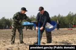 Аляксандар Лукашэнка высаджвае дрэвы на ўскрайку верталётнай пляцоўкі рэзыдэнцыі ў Ляскавічах. 25 красавіка 2020 году