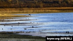 Альминское водохранилище: птицы на обмелевших берегах (фотогалерея) 
