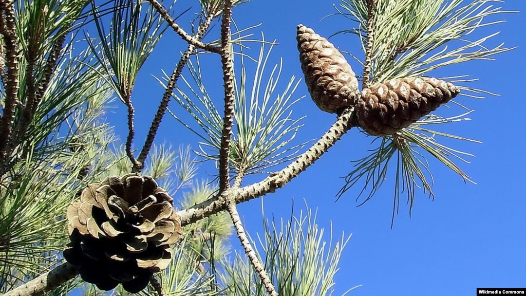 Eldar şamı (Pinus brutia)