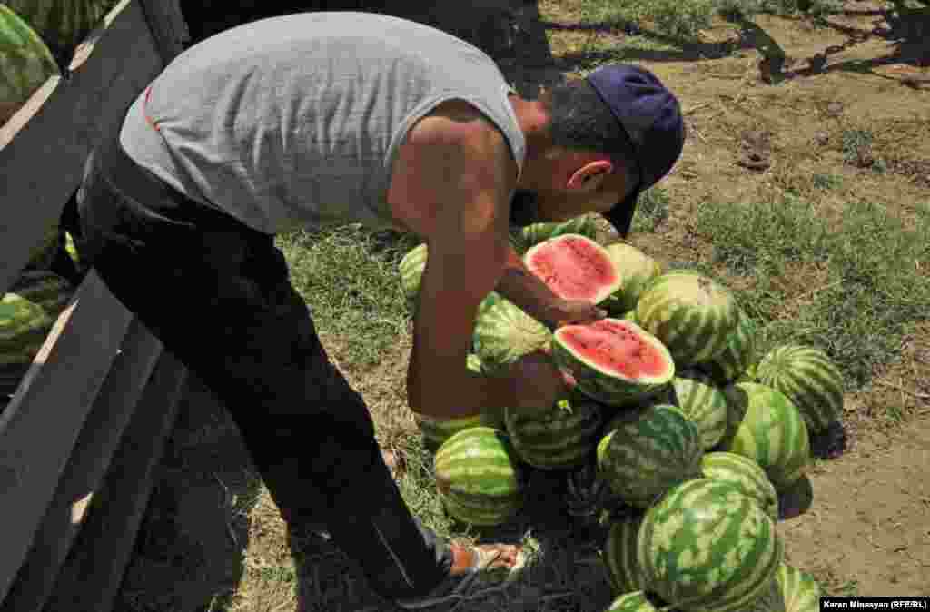 Armenia -- Watermelon harvest in Ararat region, 14Aug2012