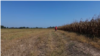 A farmer from a village near Gradiska approaches a corn field that was destroyed by drought