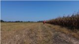 A farmer from a village near Gradiska approaches a corn field that was destroyed by drought