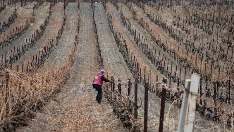 Обрезка виноградных кустов у села Виноградное | Крымское фото дня