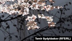 Туруксуз аба ырайы бүчүр байлаган мөмө бактар үчүн кооптуу.