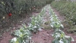 Da je bilo protivgradnih raketa