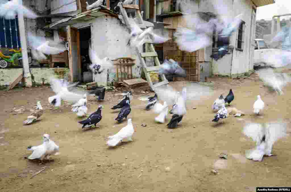 Göyərçin saxlayan Vahid deyir ki, buradan köçmək vaxtıdır: "Bir də gördün gəlib qəfil özləri köçürdülər burdan camaatı." 