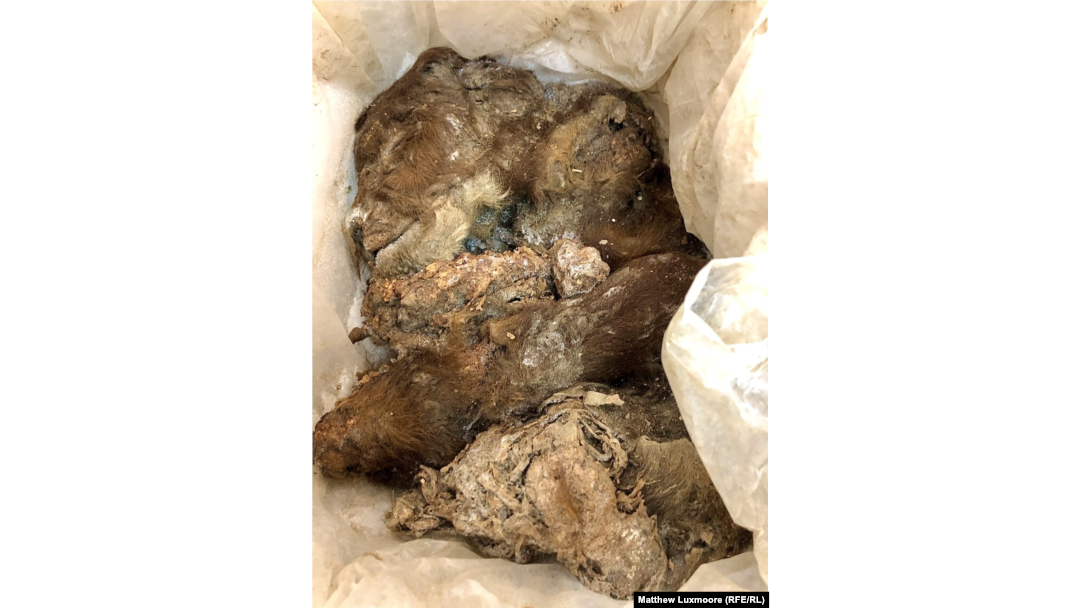 Unul dintre specimenele antice descoperite sub stratul de permafrost se află la un laborator din Yakutsk pentru a fi analizat.