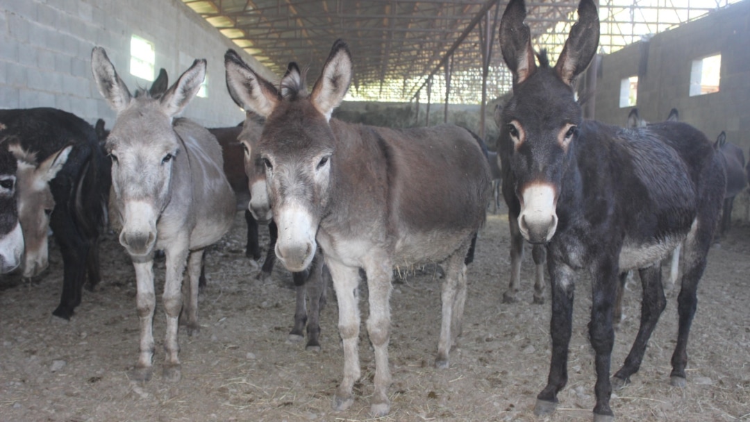 Төсекке байланған эротикалық фото