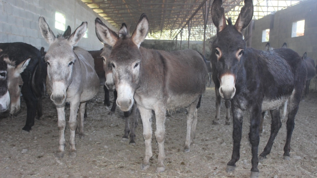 Fermada jinsiy aloqada bolgan keksa ayollar
