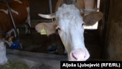 Farma Ljube Maletića u Kojčinovcu