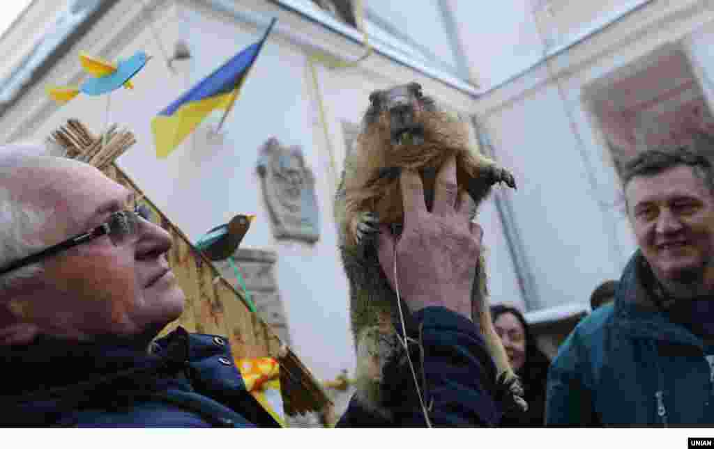 Співробітник міського дитячого еколого-натуралістичного центру тримає бабака під час свята &laquo;День бабака&raquo; у Львові, 15 лютого 2017 року. У цей день у Львові відбулося свято &laquo;День бабака&raquo;. За щорічною традицією, розбудили бабака Марусю, яка була активною і спрогнозувала ранню весну ПЕРЕГЛЯНЬТЕ ВІДЕО