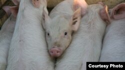 Базарна економіка, ринок тварин…