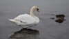 В Калининградской области спасли вмерзших в лёд лебедей