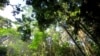 Erdő a Fülöp-szigeteki Palawan-szigeten fekvő El Nido üdülőhely közelében. Egy helyi civilszervezet szerint elképesztő méreteket öltött az illegális fakitermelés.