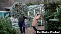З 17 до 30 грудня у столиці працюватимуть 178 законних пунктів з продажу натуральних хвойних дерев та новорічних прикрас, кажуть у мерії (фото ілюстративне)
