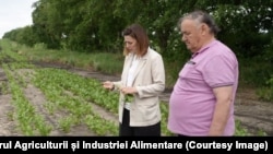 Ministra agriculturii, Ludmila Catlabuga, și antreprenorul Mihai Goncearenco, examinând semănăturile de sfeclă de zahar ale acestuia de la Fălești pe lanul acestuia de la Fălești, afectate de înghețuri