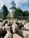 Қой бағасы 135 мың теңге. Қазақстан Құрбан айт тойлап жатыр