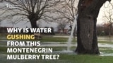 Montenegro's Gushing Water Tree