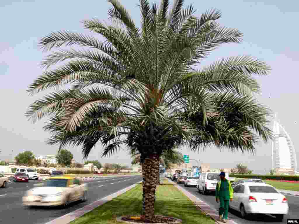 بهار در شهر دبی.