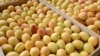 Armenia - Apricots purchased by a fruit-exporting companty from farmers in the Ararat Valley, 21Jun2013.