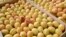 Armenia - Apricots purchased by a fruit-exporting companty from farmers in the Ararat Valley, 21Jun2013.