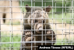 Urșii de la Libearty provin din situații de abuz - de la circuri, de lângă pensiuni sau din grădini zoologice.