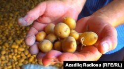 Azerbaijan, the village of Qalagay, Sabirabad district, potato harvesting6 Juli 2018