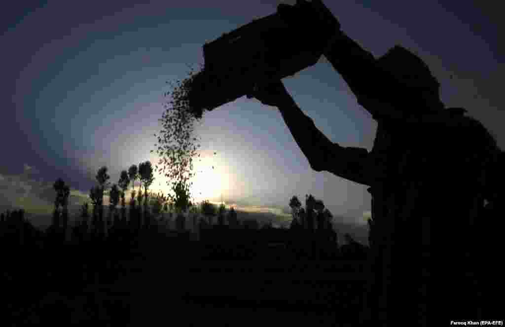 A laborer harvests rice on the outskirts of Srinagar, the summer capital of Indian Kashmir. (EPA-EFE/Farooq Khan)