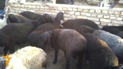 У Туркменистані напередодні свята Курбан-байрам ціни на худобу зросли на 20 відсотків. 