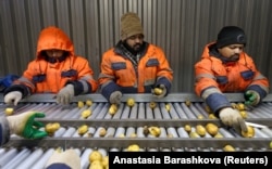 Indians work at a farm near Moscow.