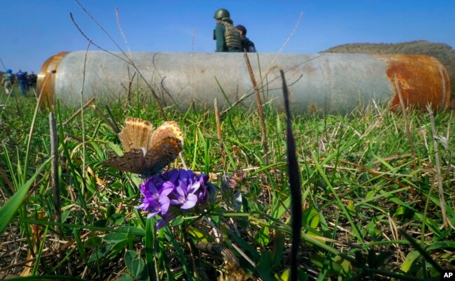 Një flutur merr nektarin nga një lule që ndodhet pranë një rakete që është hedhur në Stepanakert në rajonin e shkëputur të Nagorno Karabakut. (AP)